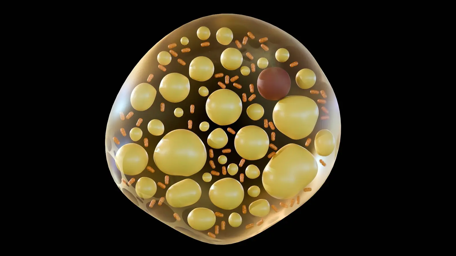 AI Analysis of 101,000 Scans Connects Brown Fat to Heart and Mental Health