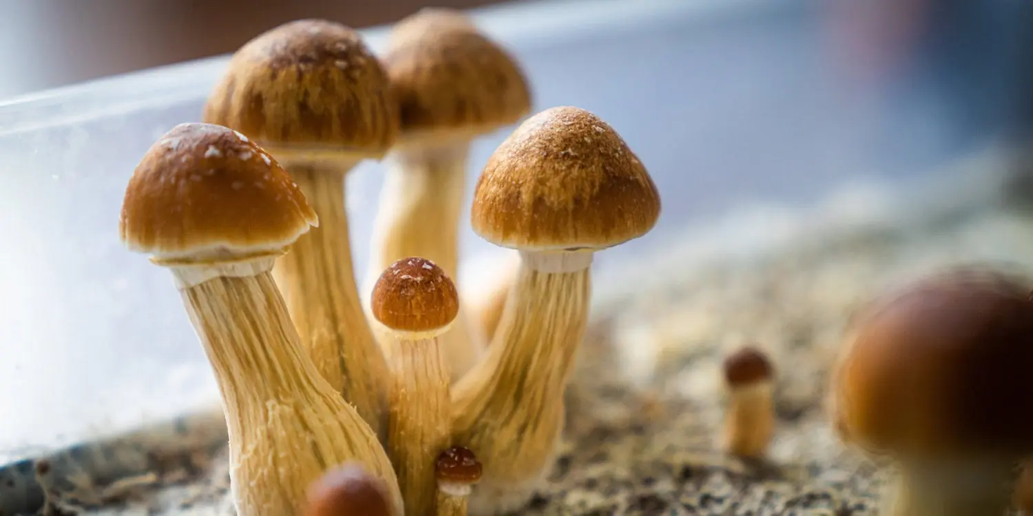 Single Dose of Psilocybin Shows Rapid Antidepressant Effect in Swedish Trial
